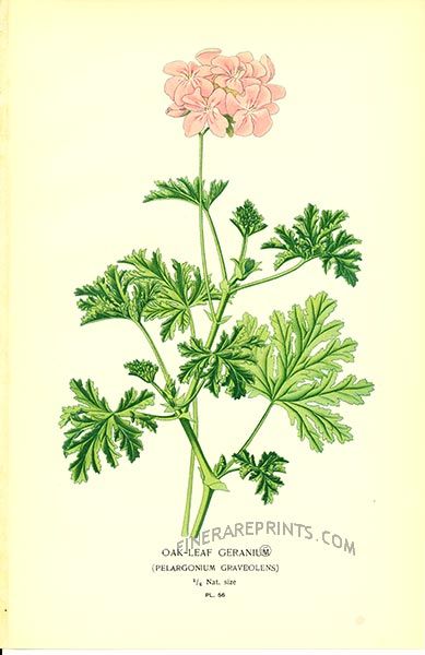 Géranium