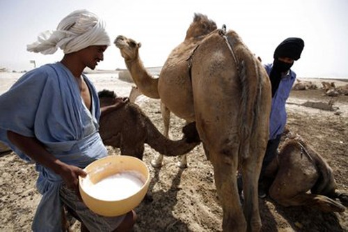 https://www.artdubain.fr/wp-content/uploads/2016/11/552360_mauritanian-men-allow-a-camel-s-calf-to-drink-before-milking-its-mother-in-nouakchott-1.jpg