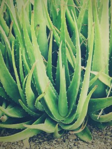 Aloe Aloe Vera !